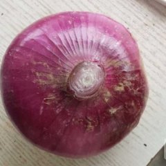 大丰洋葱聚焦市场通商戴存红诚信合作