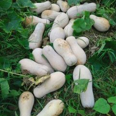 君山南瓜口感爽口,广兴张威诚信合作