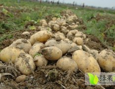 2015通许土豆收购工作全面开展