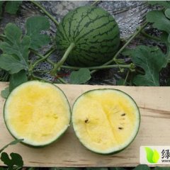 代办（特小凤西瓜）火热预定中，诚信合作