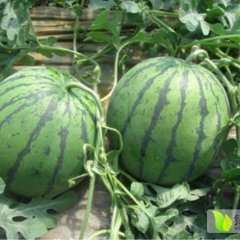 长期代办（8424麒麟牌西瓜）诚信合作