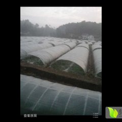 2015大竹西瓜抓住商机无限