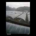 2015大竹西瓜抓住商机无限
