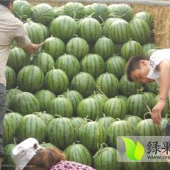 大荔大荔阿平6月京欣西瓜