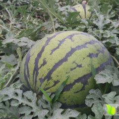 蒲城龙阳夏永强6月极品系列西瓜