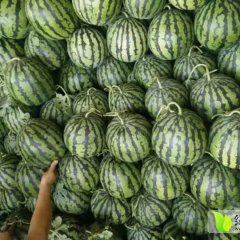 饶阳西瓜口感爽口王岗赵先生诚信合作