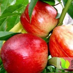 2015大荔油桃收购工作全面开展