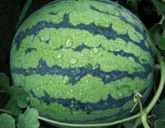 西瓜代办辽宁锦州大棚西瓜上市