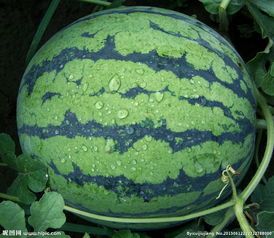 西瓜代办辽宁锦州大棚西瓜上市