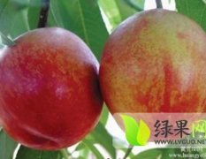临猗油桃是名优特产,北辛王杰诚信合作