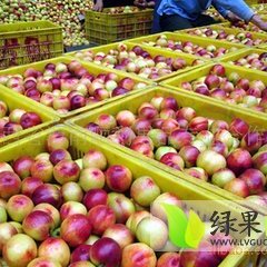 陕西大荔中油9号油桃品质优良