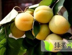2015大荔杏子现在订货有惊喜