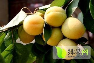 2015大荔杏子现在订货有惊喜