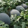 大荔大荔党力康6月黑皮无籽西瓜