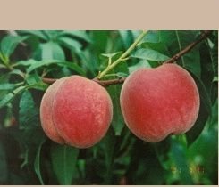 陕西大荔红不软毛桃蜜桃聚焦市场