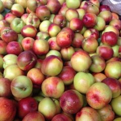 2015临猗油桃抓住商机无限