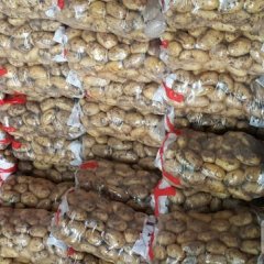 广州江南代销全国各地土豆