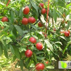 山西油桃香甜可口运城王经理诚信合作