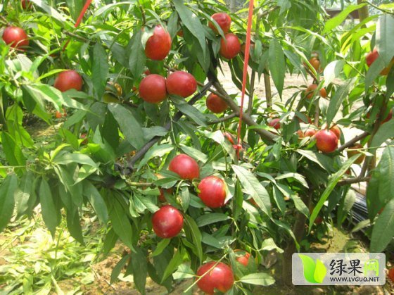 2015年山西盐湖曙光价格