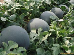 2015华阴西瓜再不来就没机会了！