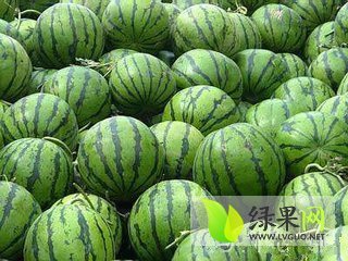 双星价格