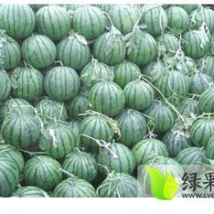 新乐西瓜假一赔十,孔村小周诚信合作