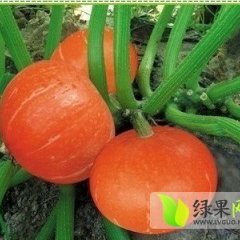 2015清苑南瓜值得出手