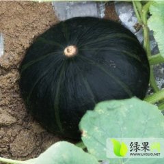 河北清苑黑皮南瓜主销东三省等地