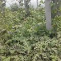 惠民京欣.无籽.双星等瓜种以大量上市