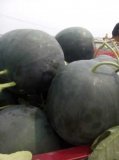 黑皮无籽.黑美人，花皮无籽，冠龙，龙卷风
