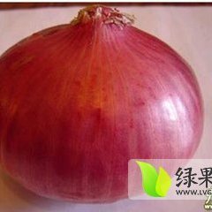 通许洋葱逐渐升温,通许刘老板诚信合作