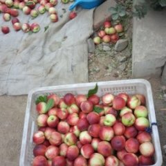 山东邹城中油5号油桃价格行情平稳