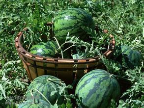 Duang ! 河北清苑万亩京欣西瓜火热供应