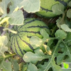 凌海金城刘守毅6月京欣西瓜