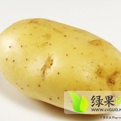 山东省惠民县荷兰十五土豆大量热销中