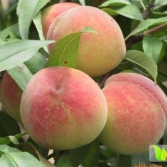 大荔北环朱良喜6月大红桃蜜桃