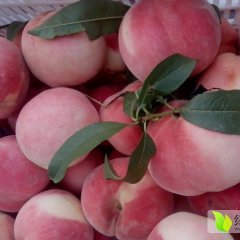 陕西大荔突围毛桃蜜桃产销两旺