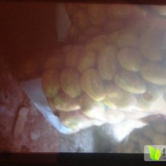 河北磁县荷兰十五土豆营养丰富