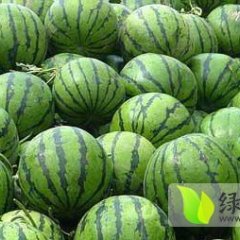 大荔西瓜火爆招商中,两宜张琪诚信合作