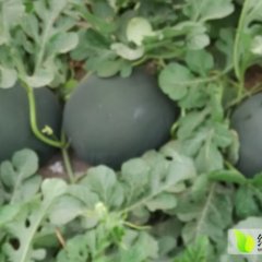 陕西蒲城金城5号西瓜产销两旺