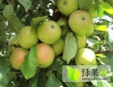 陕西大荔普通苹果著名品种