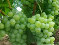 大荔两宜黄永强6月青提葡萄