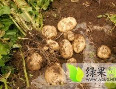 山东惠民土豆大量上市，欢迎采购。