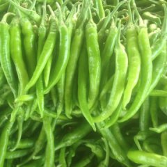 河北魏县杭椒辣椒何去何从