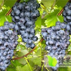 陕西大荔夏黑葡萄上货量大