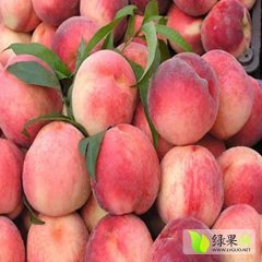 2015大荔蜜桃现在订货有惊喜