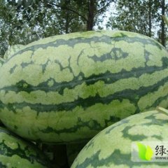 陕西大荔惠龙西瓜随行就市
