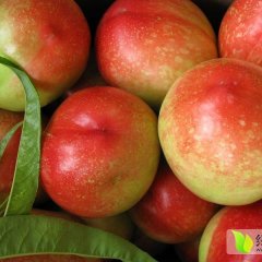 2015大荔油桃今年价格有看点