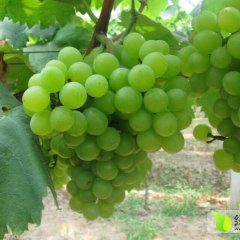 东西湖吴家李城杰6月夏黑葡萄