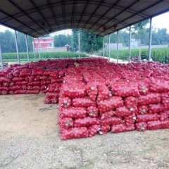 汝州洋葱上货量大纸坊邵锋诚信合作